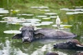 Cooperation between water buffalo and bird