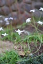 Cooperia ,rain lily  beautiful small white flower Royalty Free Stock Photo