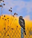 Coopers Hawk Royalty Free Stock Photo