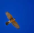 Coopers Hawk Royalty Free Stock Photo