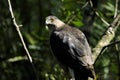 Coopers hawk, accipiter cooperii