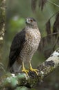 Coopers hawk, accipiter cooperii Royalty Free Stock Photo