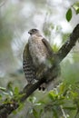 Coopers hawk, accipiter cooperii