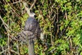 Coopers hawk, accipiter cooperii