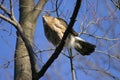 Coopers Hawk Accipiter Cooperii Royalty Free Stock Photo