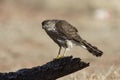 Coopers hawk, Accipiter cooperii Royalty Free Stock Photo