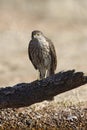 Coopers hawk, Accipiter cooperii Royalty Free Stock Photo