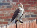 Coopers Hawk With a Fresh Kill