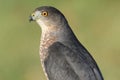 Coopers Hawk Accipiter cooperii Royalty Free Stock Photo