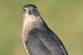 Coopers Hawk Accipiter cooperii Royalty Free Stock Photo
