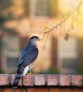 Coopers Hawk Accipiter cooperii Royalty Free Stock Photo