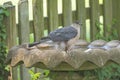 Coopers Hawk in a Bird Bath Royalty Free Stock Photo
