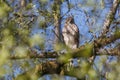 Coopers hawk bird