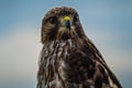 Coopers Hawk close up, Sacramento National Wildlife Refuge Royalty Free Stock Photo