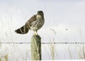 Coopers Hawk Fence Post Barbed Wire