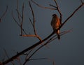 Coopers hawk in the glow of sunrise Royalty Free Stock Photo