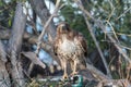 Feathered friends taking life one day at a time Royalty Free Stock Photo