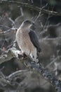 Coopers Hawk Holding Shrew