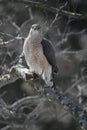 Coopers Hawk Holding Shrew