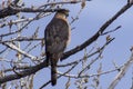 Coopers Hawk Perched Against the Blue Colorado Sky Royalty Free Stock Photo