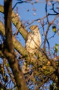 Coopers Hawk perched Royalty Free Stock Photo