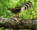 Coopers Hawk with rabbit kill