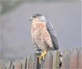 Coopers Hawk, Suburban Predator Raptor, Nashville Tennessee 4