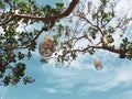 Coops lamps hanging decorations on the tree Royalty Free Stock Photo