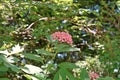 Coorful flowering plant flowers, hydrangea