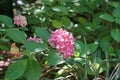 Coorful flowering plant flowers, hydrangea