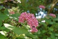 Coorful flowering plant flowers, hydrangea