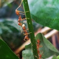 Coorperation of red ant