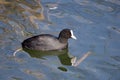 Coot Royalty Free Stock Photo