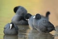 Coot Royalty Free Stock Photo