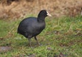 Coot Royalty Free Stock Photo