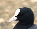 Coot Royalty Free Stock Photo