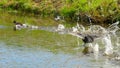 Coot attack mallard duck family