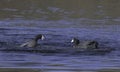 Coot attack Royalty Free Stock Photo