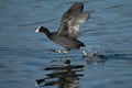 Coot being chased over water