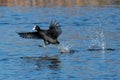 Coot being chased over water