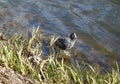 Coot bird animal