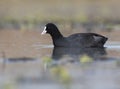 Coot bird closeup in wetland