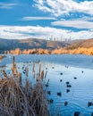 Coot bird feed on icy Eymir lake, Ankara, Turkey Royalty Free Stock Photo