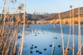 Coot bird feed on icy Eymir lake, Ankara, Turkey Royalty Free Stock Photo