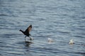 Coot bird landing on water in ocean