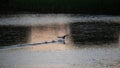 Coot bird running across lake water surface in sunrise sunlight landscape Royalty Free Stock Photo