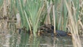 Coot building a nest