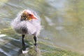 Coot Chick Chic! Royalty Free Stock Photo