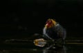 Coot Chick in the rain Royalty Free Stock Photo