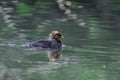 Coot chick swimming in lake, in springtime